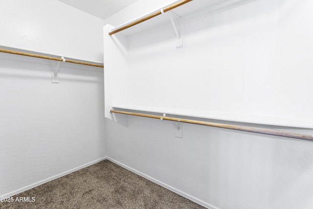 walk in closet with carpet flooring