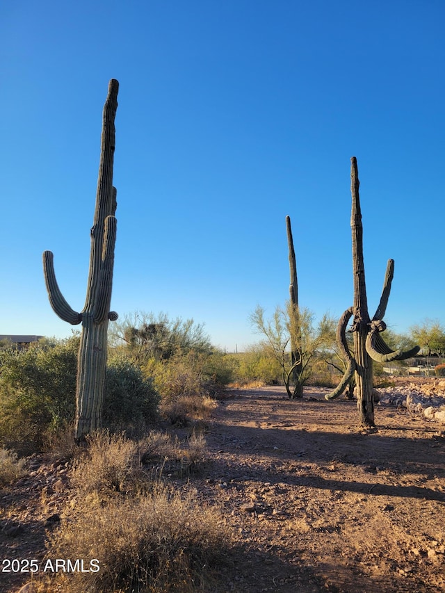 view of local wilderness