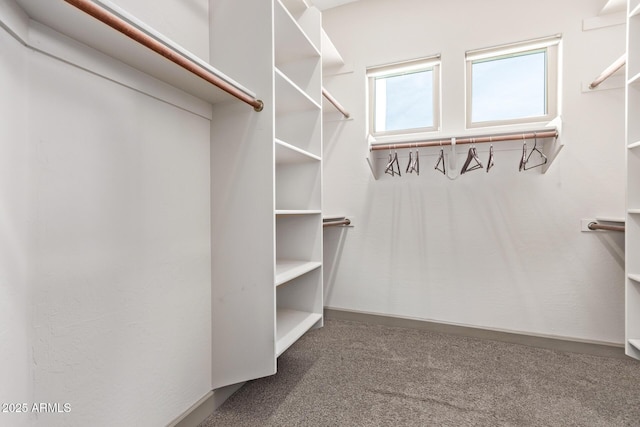 walk in closet featuring carpet flooring