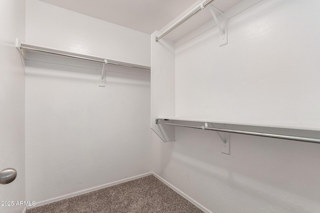 walk in closet with carpet flooring