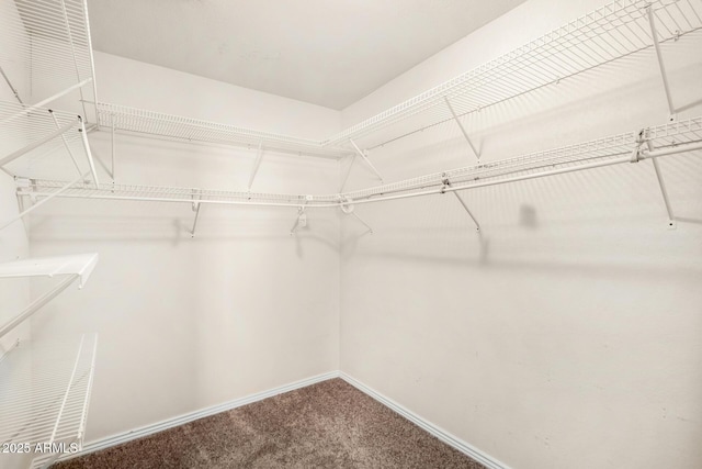 walk in closet featuring carpet