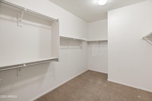 spacious closet featuring carpet