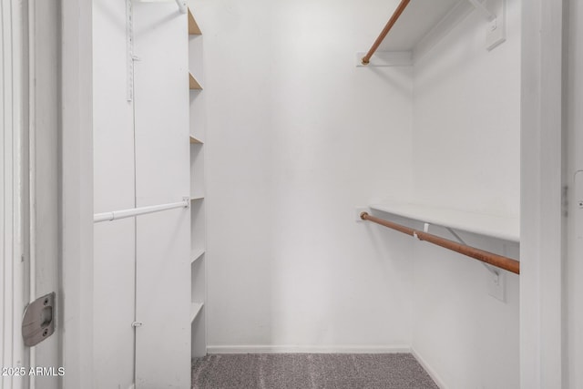 walk in closet featuring carpet floors