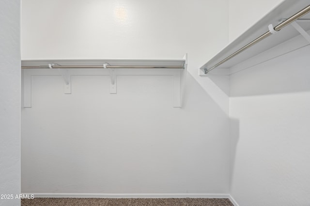 walk in closet with carpet floors