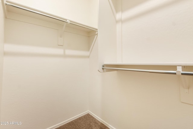 spacious closet featuring carpet