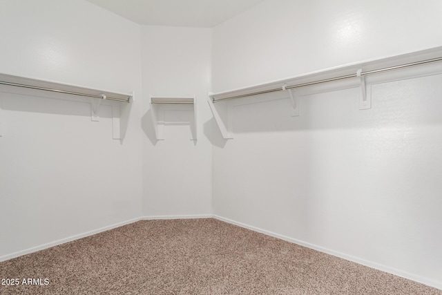 walk in closet with carpet floors