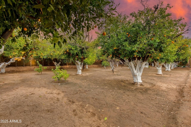 view of yard at dusk