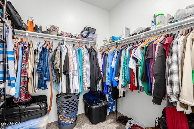 spacious closet featuring carpet