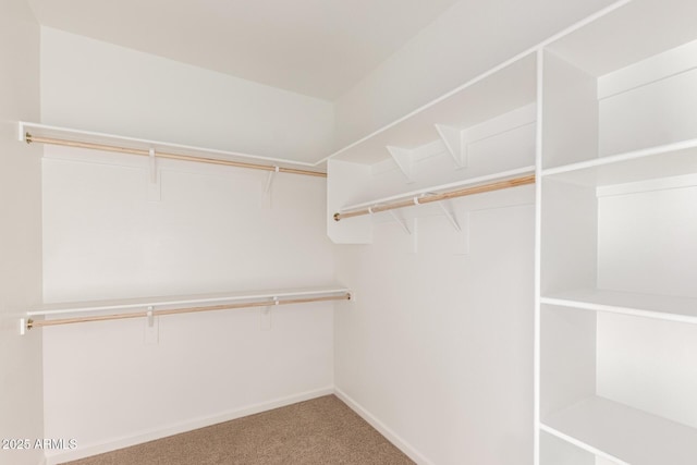 walk in closet with carpet floors