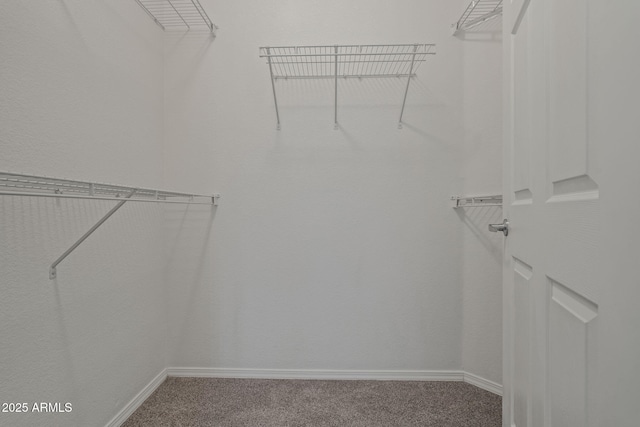 spacious closet featuring carpet flooring