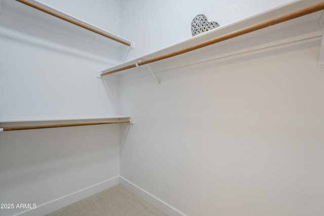 spacious closet featuring carpet