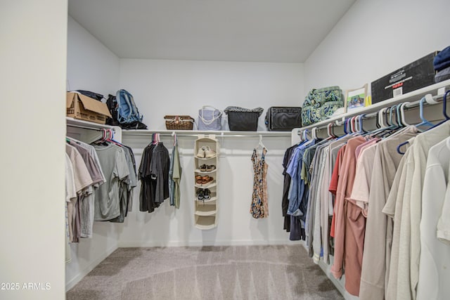 spacious closet featuring carpet flooring
