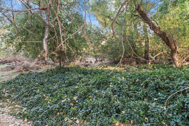 view of local wilderness