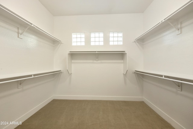 walk in closet with carpet flooring