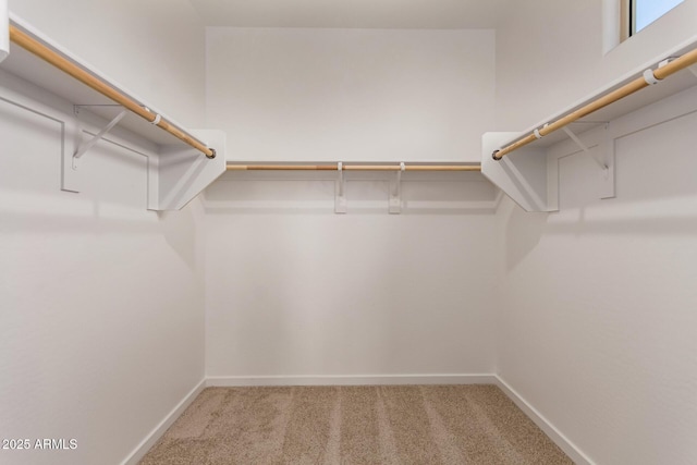 walk in closet with carpet flooring
