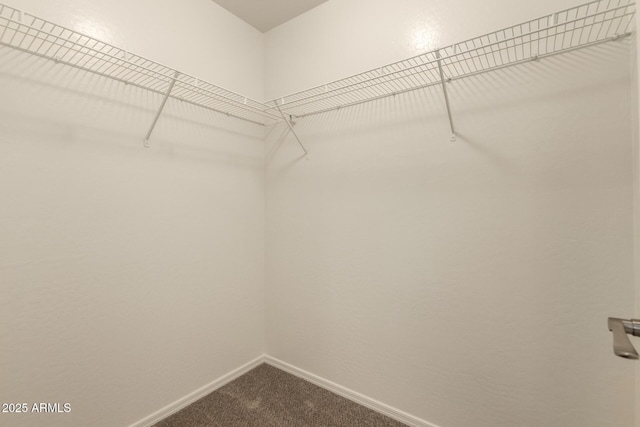 spacious closet featuring carpet floors