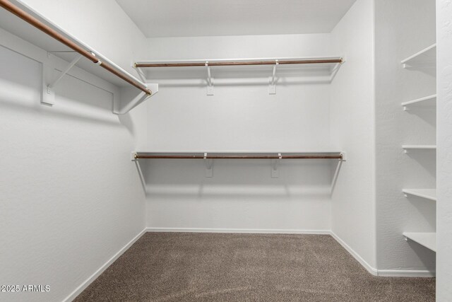 1918 E Megan St, Gilbert, AZ 85295 - walk in closet featuring carpet flooring