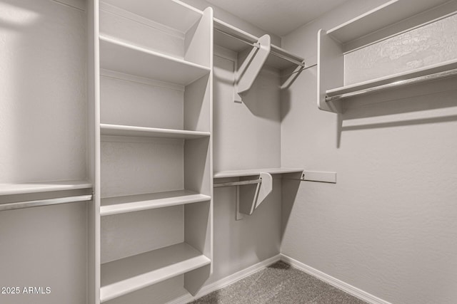 spacious closet featuring carpet flooring