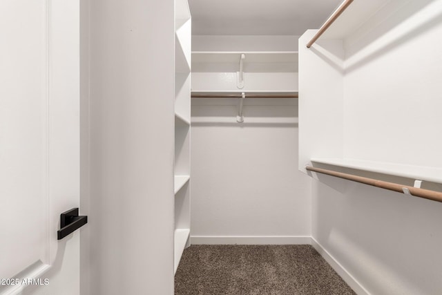 walk in closet featuring carpet floors