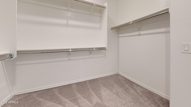 walk in closet with carpet floors