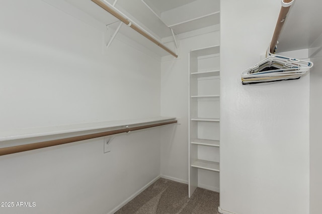 walk in closet with carpet flooring