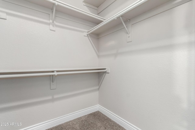 spacious closet featuring carpet floors