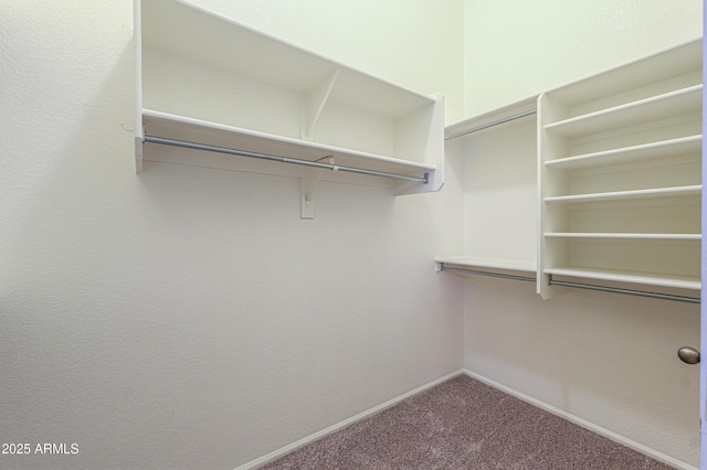 walk in closet with carpet floors