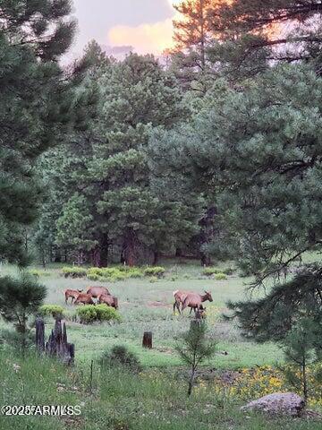 4800 S Wildlife Dr, Flagstaff, AZ 86005 - surrounding community with a rural view