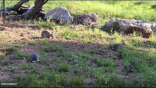 4800 S Wildlife Dr, Flagstaff, AZ 86005 - view of nature