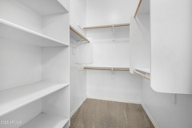 spacious closet featuring carpet floors