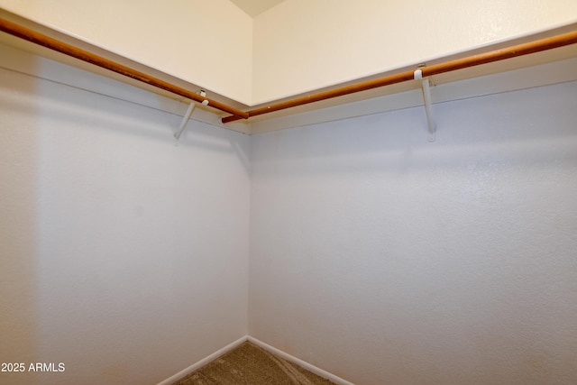 spacious closet featuring carpet flooring