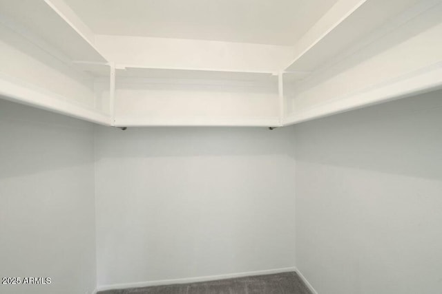 spacious closet featuring carpet