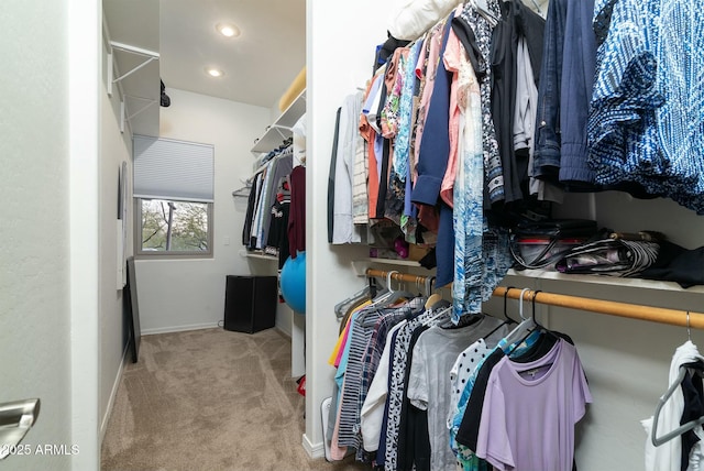 spacious closet featuring carpet