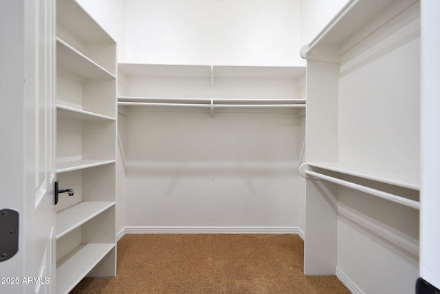 walk in closet with carpet flooring