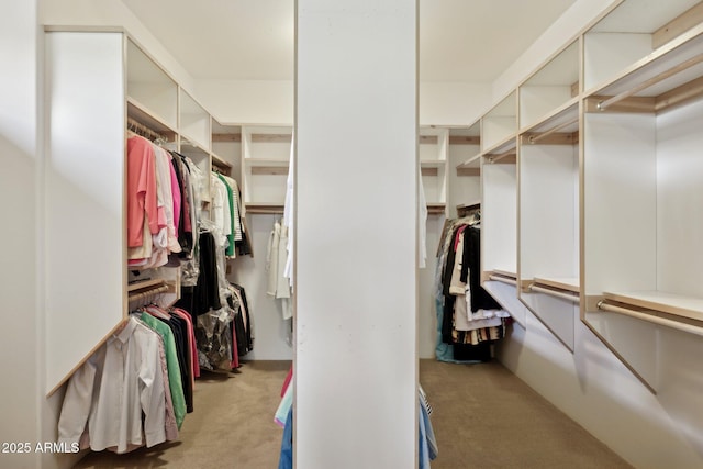 spacious closet featuring carpet