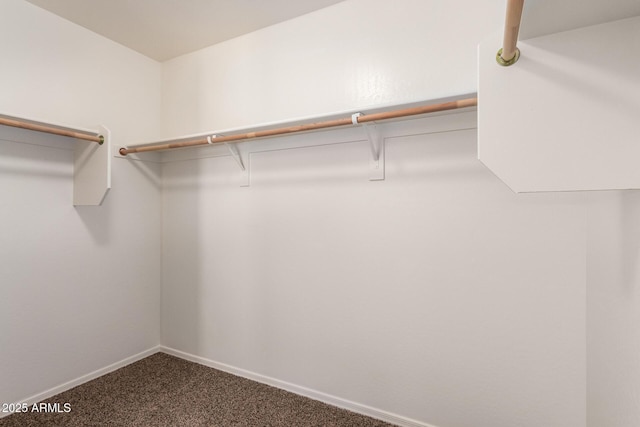 walk in closet with carpet floors