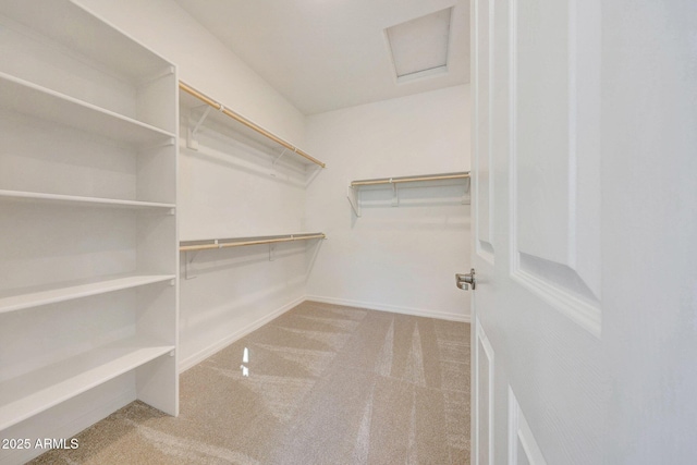 spacious closet featuring attic access and carpet floors