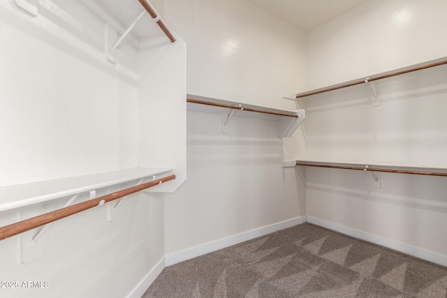 walk in closet with carpet floors