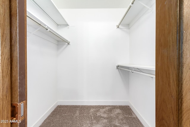 walk in closet with carpet flooring