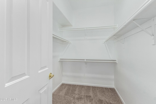 spacious closet with carpet flooring