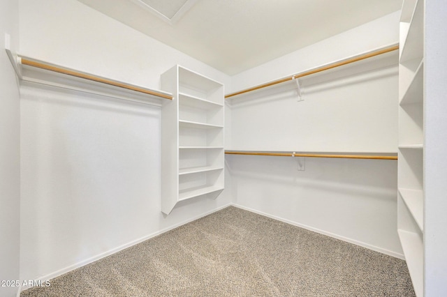 spacious closet featuring carpet flooring