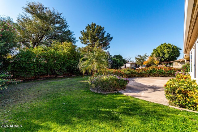 view of yard featuring a patio