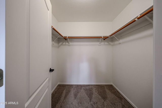 spacious closet featuring carpet floors