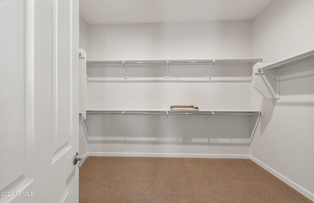 spacious closet featuring carpet flooring