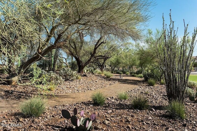 view of local wilderness