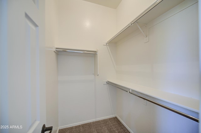 spacious closet featuring carpet floors