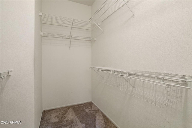 spacious closet featuring carpet