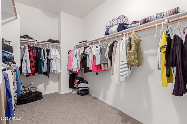 walk in closet with carpet floors