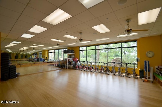 gym with a drop ceiling, expansive windows, wood finished floors, and a ceiling fan