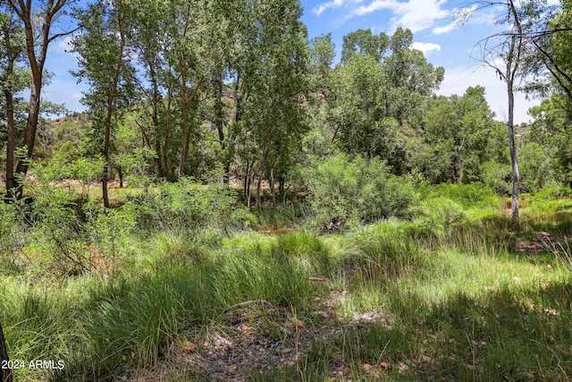 view of local wilderness